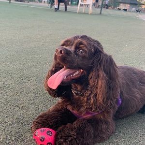 Meet your Posher, Sophia